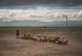 انتشار آگهی استخدام چوپان در مناطق دورافتاده چین ولوله به پا کرد!