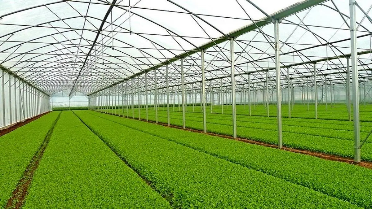 صرف ۲۵ میلیارد متر مکعب آب برای سبزی و صیفی