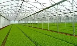 صرف ۲۵ میلیارد متر مکعب آب برای سبزی و صیفی