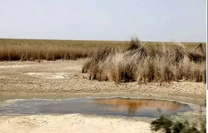بحران بارونکردنی در تالاب شادگان