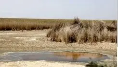 بحران بارونکردنی در تالاب شادگان