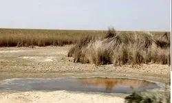 بحران بارونکردنی در تالاب شادگان
