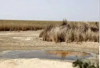 بحران بارونکردنی در تالاب شادگان