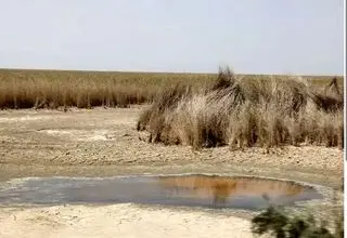 بحران بارونکردنی در تالاب شادگان