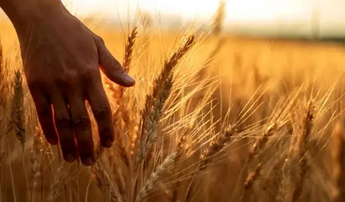 قیمت نهایی گندم اعلام شد با آخرین جزئیات آن