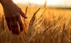  قیمت نهایی گندم اعلام شد با آخرین جزئیات آن