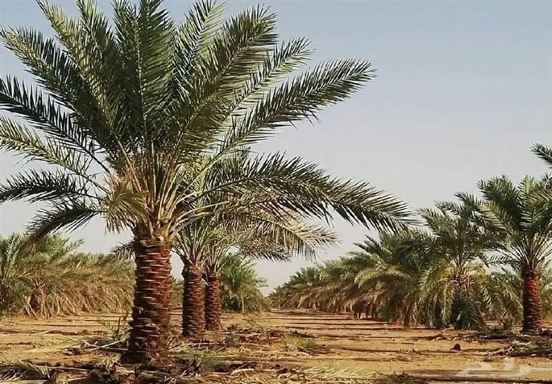 سرانجام آتش‌سوزی در نخلستان آبادان چه شد؟