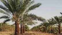 سرانجام آتش‌سوزی در نخلستان آبادان چه شد؟