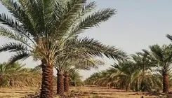 سرانجام آتش‌سوزی در نخلستان آبادان چه شد؟