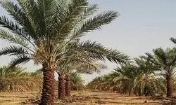 سرانجام آتش‌سوزی در نخلستان آبادان چه شد؟