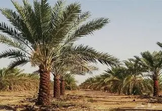 سرانجام آتش‌سوزی در نخلستان آبادان چه شد؟