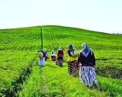 ناترازی به چای هم رسید