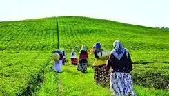 ناترازی به چای هم رسید