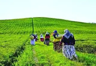 ناترازی به چای هم رسید