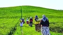 ناترازی به چای هم رسید