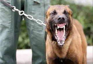 حمله مرگبار سگ به پسر مسجدسلیمانی + عکس