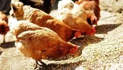 مرغ‌ها غذا ندارند