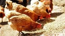 مرغ‌ها غذا ندارند