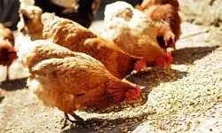 مرغ‌ها غذا ندارند