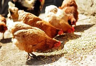 مرغ‌ها غذا ندارند