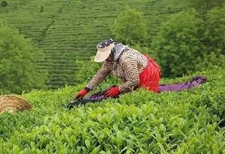 ضرورت واردات ۴۵ تا ۵۰ هزارتن چای تا پایان سال