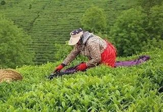 ضرورت واردات ۴۵ تا ۵۰ هزارتن چای تا پایان سال