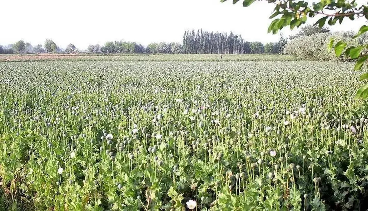 اجازه کشت خشخاش در ایران صادر شد