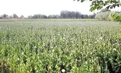 اجازه کشت خشخاش در ایران صادر شد