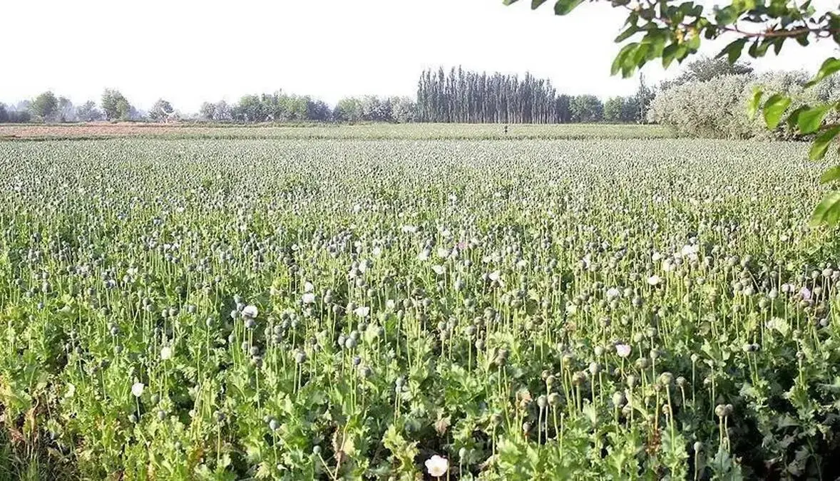 اجازه کشت خشخاش در ایران صادر شد