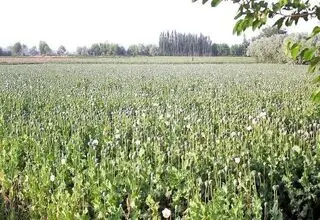 کشت خشخاش ممنوع است