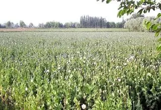 اجازه کشت خشخاش در ایران صادر شد