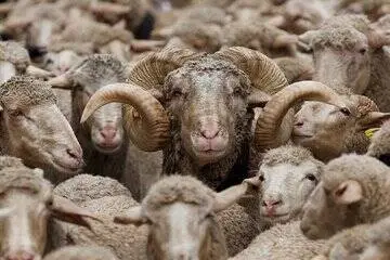 جدیدترین قیمت گوسفند و گوساله زنده
