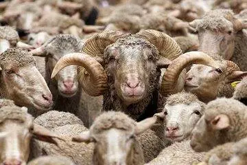 جدیدترین قیمت گوسفند و گوساله زنده