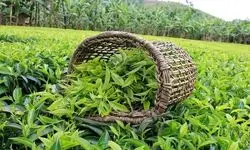 حدود ۳۰ تا ۳۵ هزار تن چای در داخل مصرف می‌شود