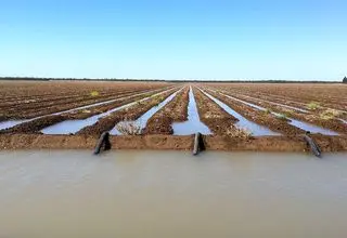 الگوی کشت متناسب با شرایط خشکی پاییز، به وزارت جهاد کشاورزی داده شد