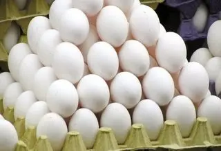 صادرات ۱۰۰ تن تخم مرغ به عمان بعد از دو سال