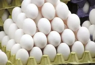 صادرات ۱۰۰ تن تخم مرغ به عمان بعد از دو سال