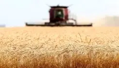 نرخ خرید تضمینی گندم توجیه اقتصادی ندارد