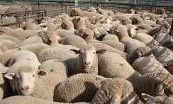سقوط ۱۱۷ راس گوسفند از صخره