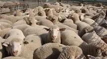 سقوط ۱۱۷ راس گوسفند از صخره
