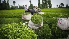 برداشت برگ سبز چای بهاره به ارزش ۶۳۵ میلیارد تومان
