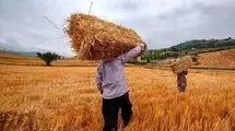 پرداخت بیش از ۷۳ درصد از مطالبات گندمکاران توسط دولت