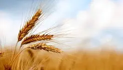قیمت فعلی ۲۰ هزار و ۵۰۰ تومانی گندم پاسخگوی هزینه‌های تولید نیست 