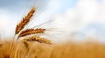 قیمت فعلی ۲۰ هزار و ۵۰۰ تومانی گندم پاسخگوی هزینه‌های تولید نیست 