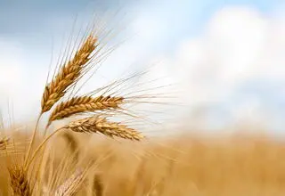 قیمت فعلی ۲۰ هزار و ۵۰۰ تومانی گندم پاسخگوی هزینه‌های تولید نیست 