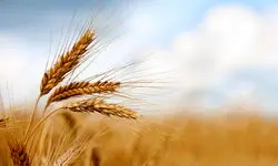 قیمت فعلی ۲۰ هزار و ۵۰۰ تومانی گندم پاسخگوی هزینه‌های تولید نیست 
