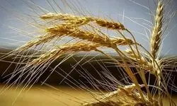 پرداخت ۶۵ هزار میلیارد تومان به کشاورزان بابت خرید گندم