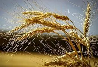 پرداخت ۶۵ هزار میلیارد تومان به کشاورزان بابت خرید گندم