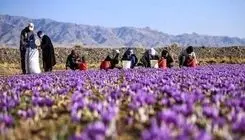 قیمت زعفران ۱۰۰ تا ۱۵۰ میلیون تومان اعلام شد