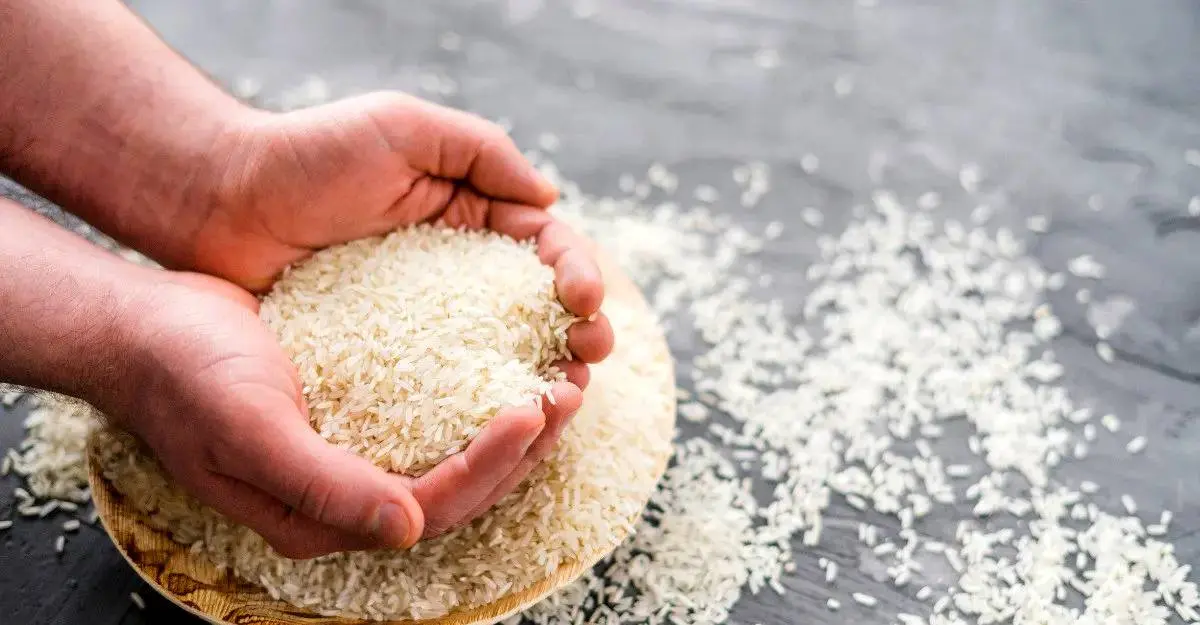 آمدن دریایی از برنج به ایران حتمی شد